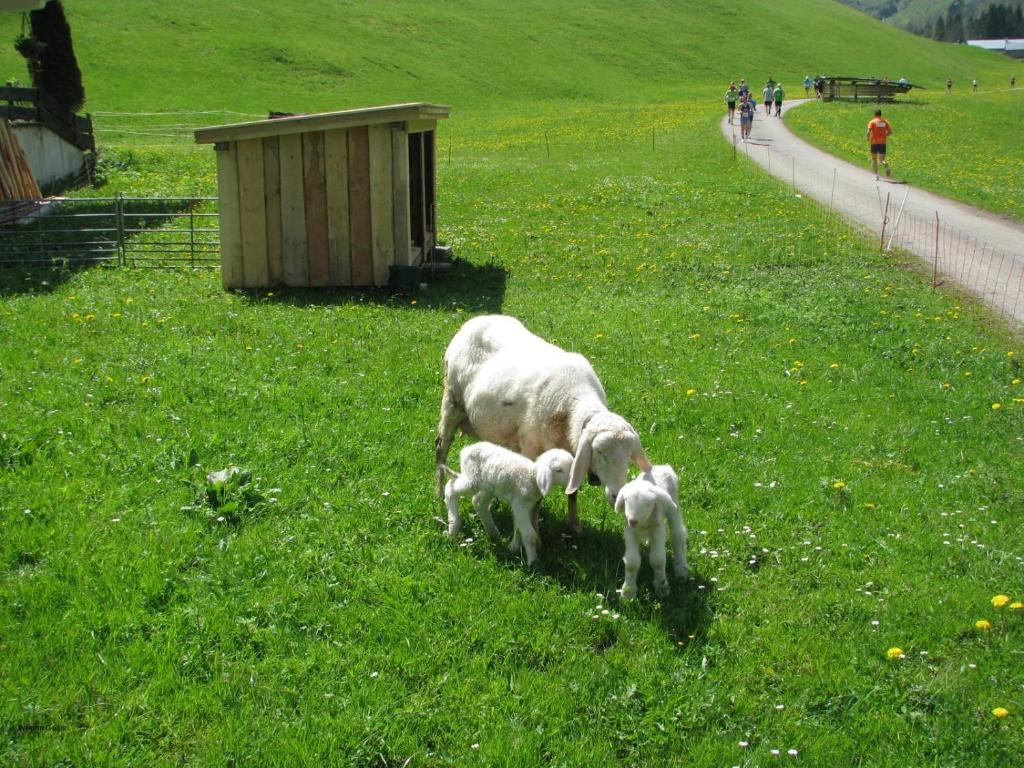 Mountain Hostel Oberstdorf Exteriör bild